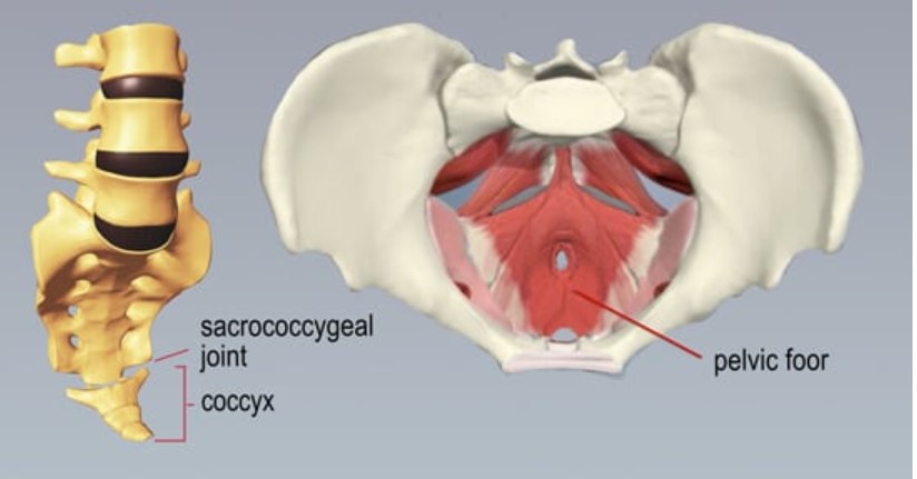 Animated graphic of pelvic floor, sacrococcygeal joint, and coccyx